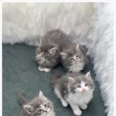 버디독 고양이분양 강아지분양 안심분양센터 인천점 이미지