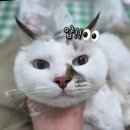 영블리 펫살롱 이미지