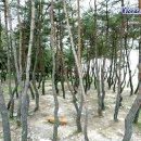 장풍숲위 이미지