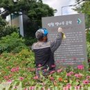 명월 팽나무군락 이미지