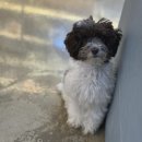 (주)펫푸드주오 이미지