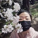 진로마트 | 꼭 지금 가야되. 감곡 벚꽃길. 이천 장호원 가볼만한곳, 벚꽃구경하기 좋은 길.