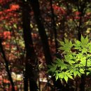 대경한우리산악회 10月 20日 정기산행 지리산(성삼재~노고단~화엄사) 이미지