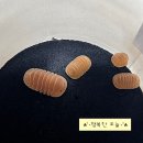 동반자 | 2026 대전 파충류 동반자 박람회 방문 후기!!