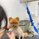 블링펫살롱 이미지