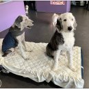 휘게 펫케어 이미지