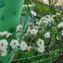 필립스(장미) 이미지