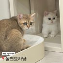 모결헤어팀 녹번점 헤어더룸 | [녹번] 놀면묘하냥 은평점ㅣ은평구 놀거리 고양이카페 추천!