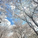 이온한의원 | 활짝핀 벚꽃과 함께^^활짝 문을열었어요~! 자양 88한의원 납품 후기