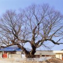 느티나무 이미지