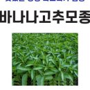 중앙종묘농약사 이미지