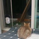 주관적 고양이 캣타워 캣츠빌vs나비나무 비교글(후기) 이미지