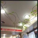 우리약국 이미지