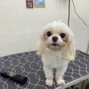 비마인 독 이미지