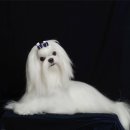 조이펫살롱 이미지