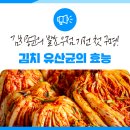 김치 유산균의 효능 바로 알기, 김치연 김치종균의 우점 연구를 통해 밝혀내다!