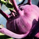 알고 먹으면 더 좋은 콜라비 다양한 효능 이미지