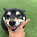 안녕 똑독아 이미지