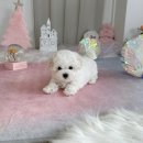 구멍가게애견센터 이미지