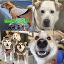 행복쉼터 | [봉사] 인천 서구/김포 유기견 보호소 "행복하개 쉼터" 첫 봉사 후기