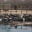 새매개천 이미지