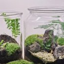 테라리움A 네이버블로그
