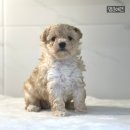 멍군애견 이미지