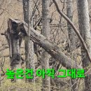 벌목 이미지
