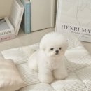 강아지집 이미지