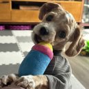 헬로댕댕 이미지