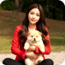 하늘하개 | 옹진차우차우분양 고민끝 드디어 우리집 새식구 탄생