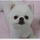 불꾼