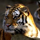 호사유피 이미지