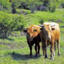 방목목장 이미지