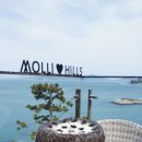 몰리힐스(MOLLI HILLS) 이미지