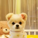 펫더스타일
