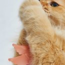 나만 없어 고양이 이미지