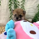 순진한 강아지 이미지