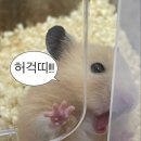 베리초콜릿박스