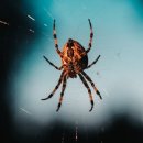 거미대문 이미지