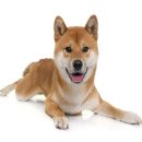 더 가까운 동물병원 이미지