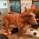 개판오분전 이미지
