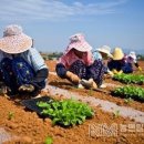 농민일보) 지금이 올겨울 김장용 무·배추 심는 적기 이미지