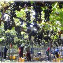 용기네 농장 이미지