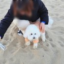 애견샵 어린왕자 | 애견 동반 양양 1박2일 내 돈 내산 여행기(feat. 일출 보기/대포항/애견 동반 식당, 숙소/5일장)