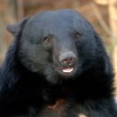 호랑이와 반달곰 이미지