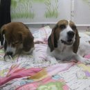 불광유치원 이미지