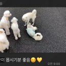 댕겨와유 이미지