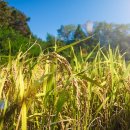 경북농약종묘사 이미지