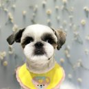 넘버원 펫살롱 이미지